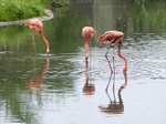 FZ029593 Caribbean Flamingos (Phoenicopterus ruber).jpg